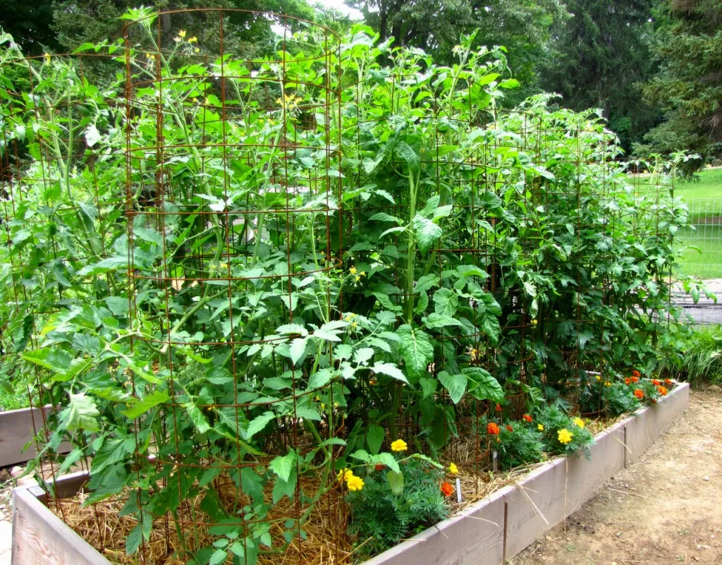 Follow up is very much like raising tomato plants.