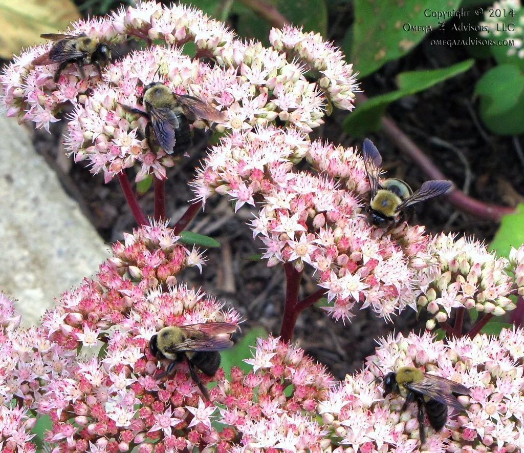 Busy Bees Can Sting