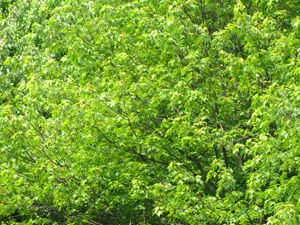 Do you know anyone who has the influence of trees?