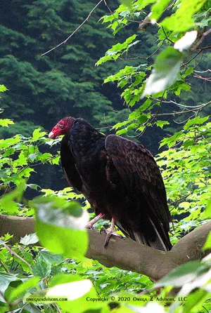 How jerks become bosses has something to do with evolution.