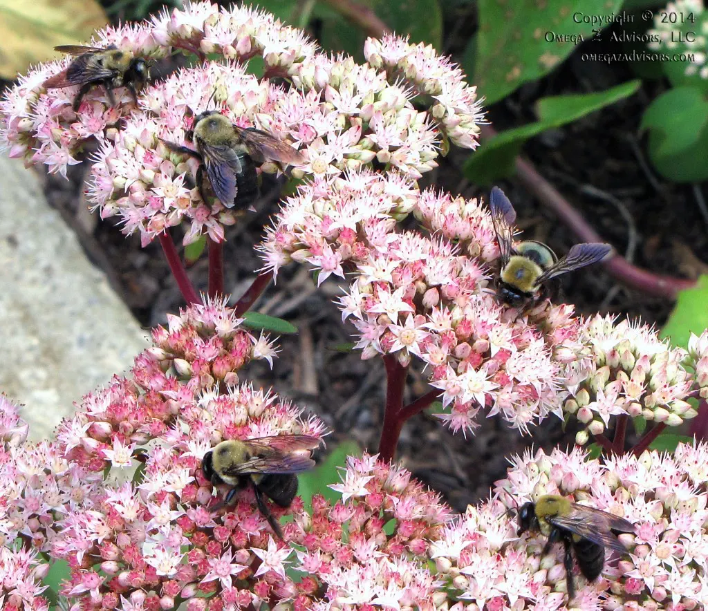 Busy Bees Can Sting
