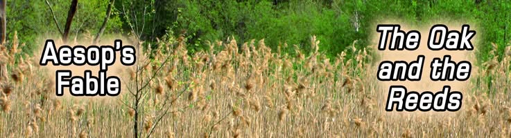 Hiding incompetence, lesson from Aesop’s Fables