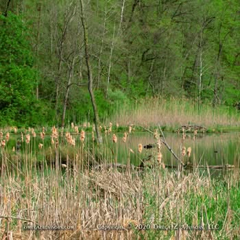 The tip to managers about employees hiding incompetence as told by the Aesop Fable, "The Oak and the Reeds."